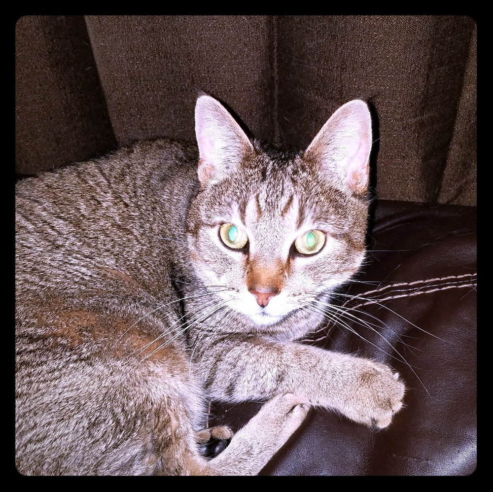 I have pets. Please be aware if you have allergies